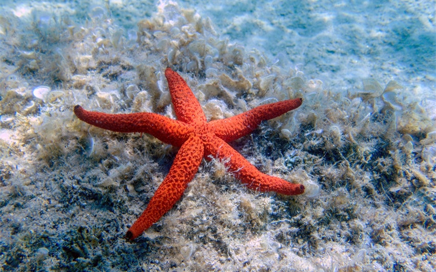 types of starfish