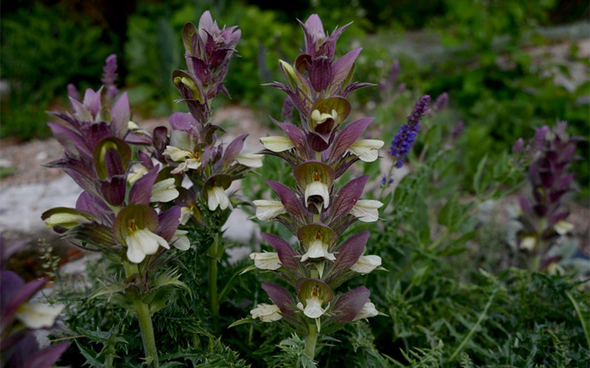 Acanthus