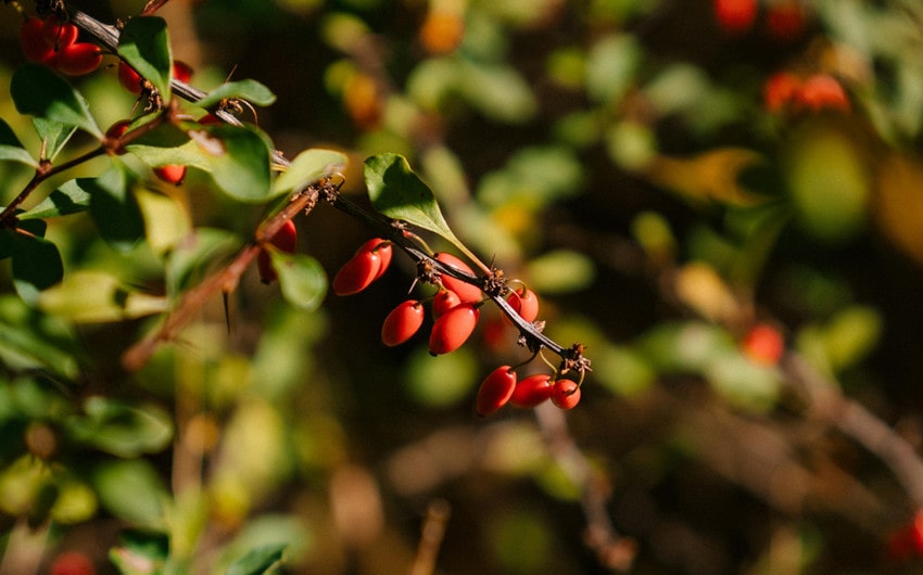 Barberry