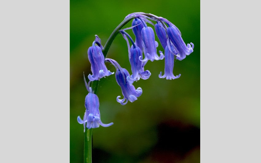 Bluebells