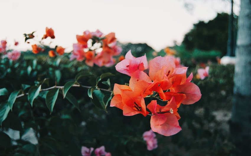 Bougainvillea