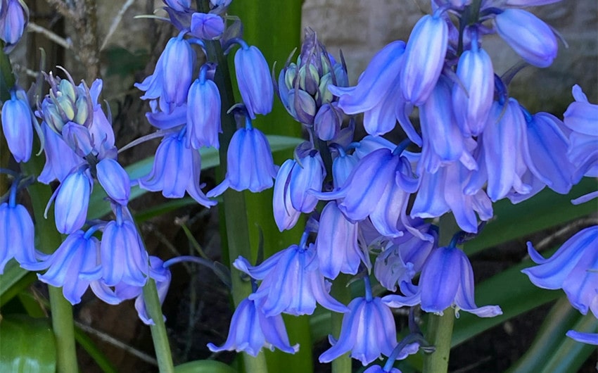 Campanula