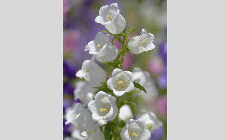 Canterbury Bells