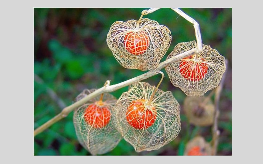 Chinese Lantern