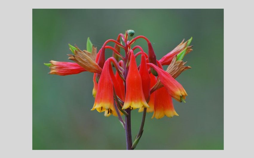 Christmas Bells