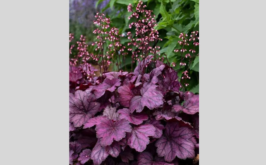 Coral Bells