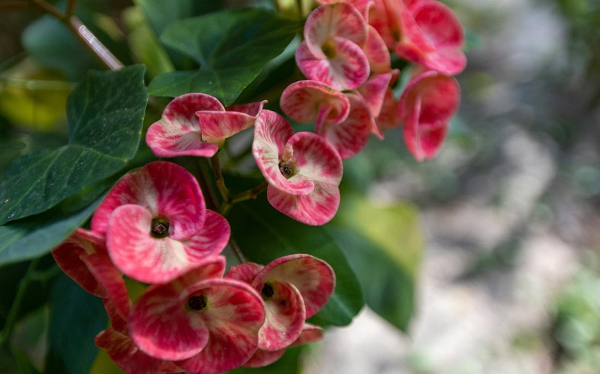 Crown of Thorns