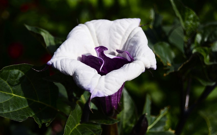 Datura