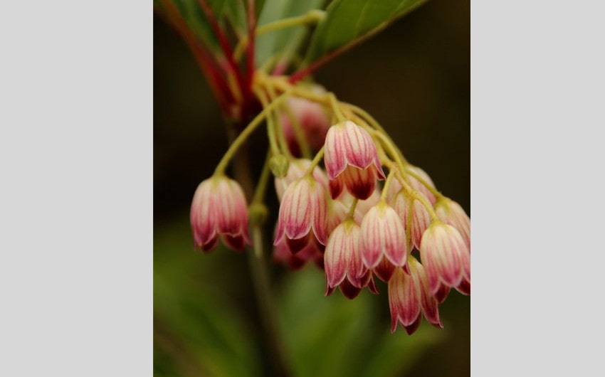 Enkianthus