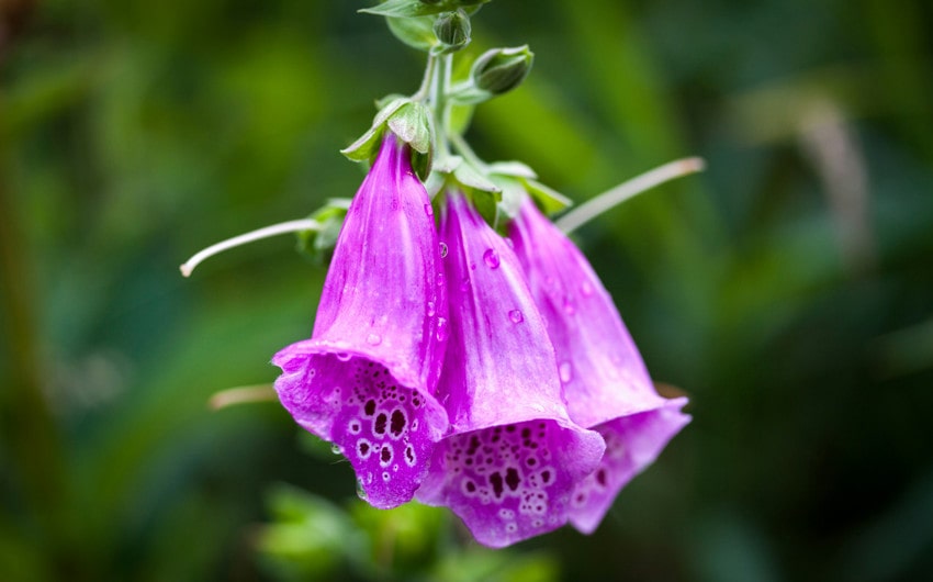 Foxglove