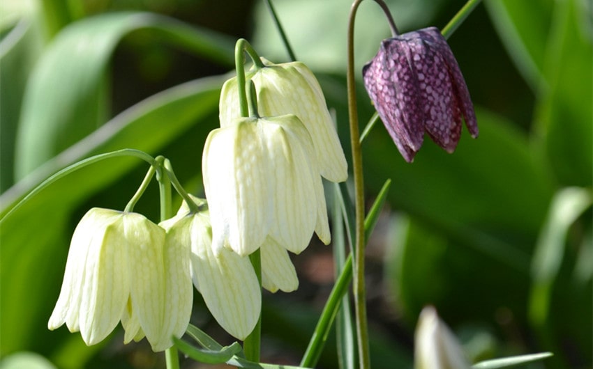 Fritillaria