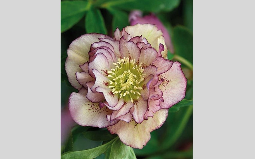 Hellebore