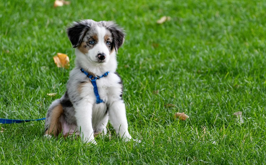 Historical Boy Dog