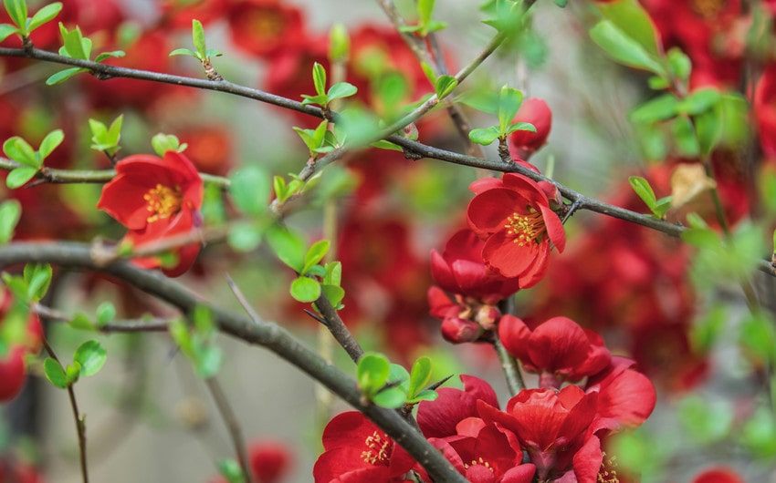 Japanese Quince