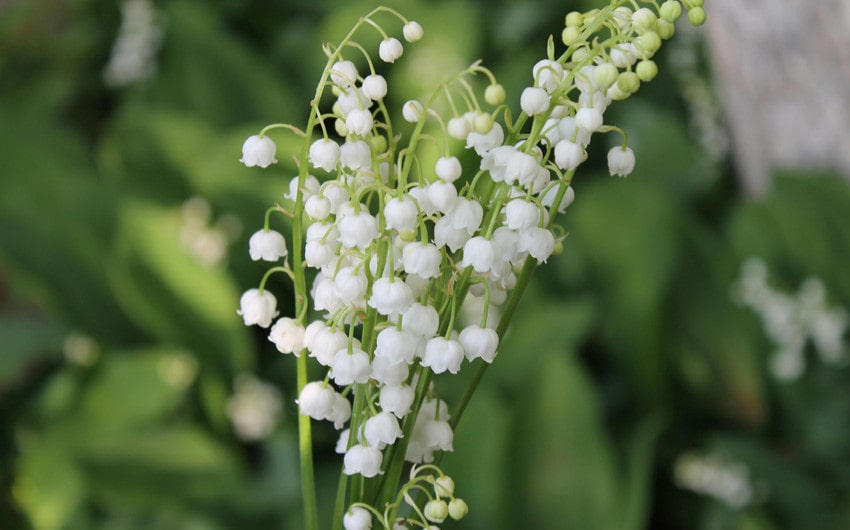 Lily of the Valley