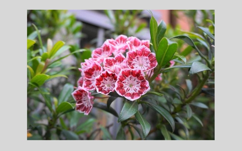 Mountain Laurel