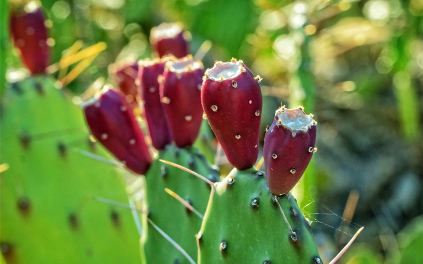 Prickly Pear