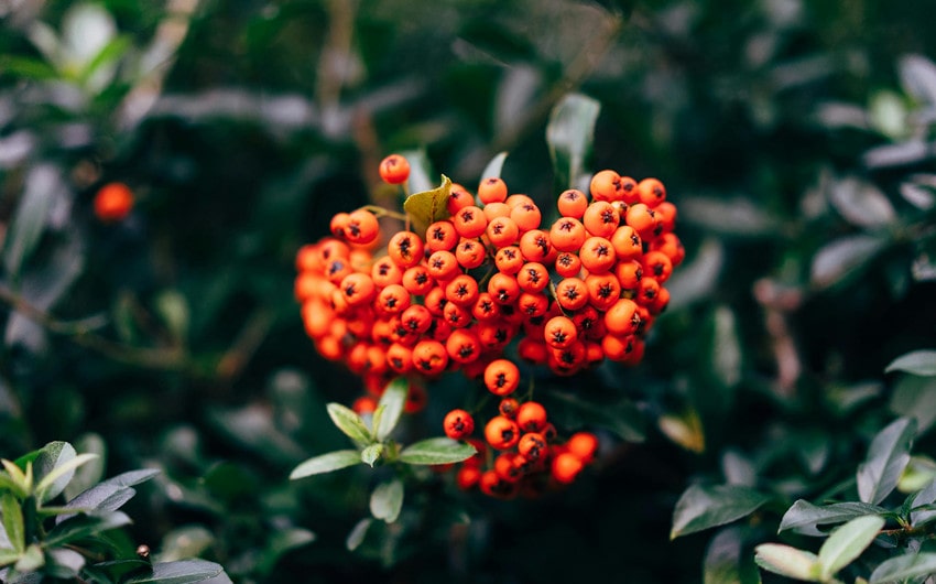 Pyracantha