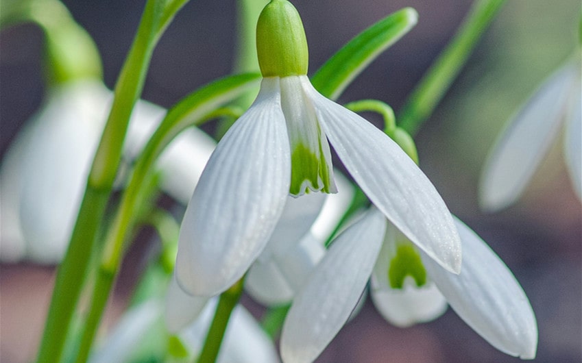 Snowdrops