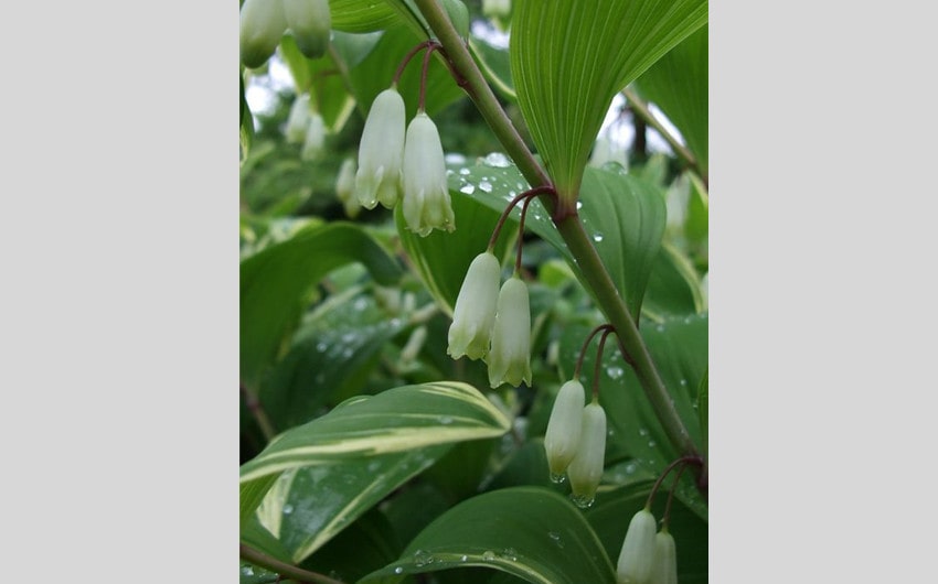 Solomon’s Seal