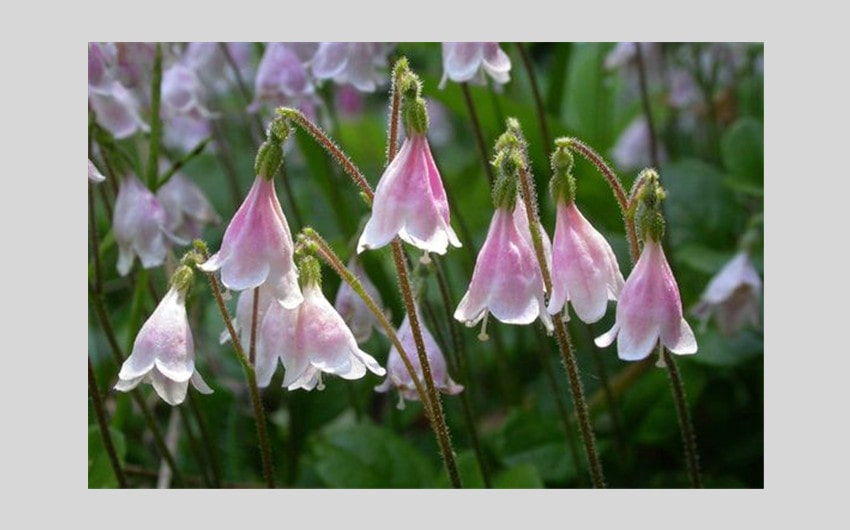 Twinflower