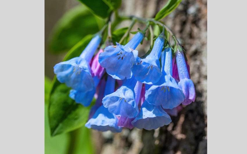 Virginia Bluebells