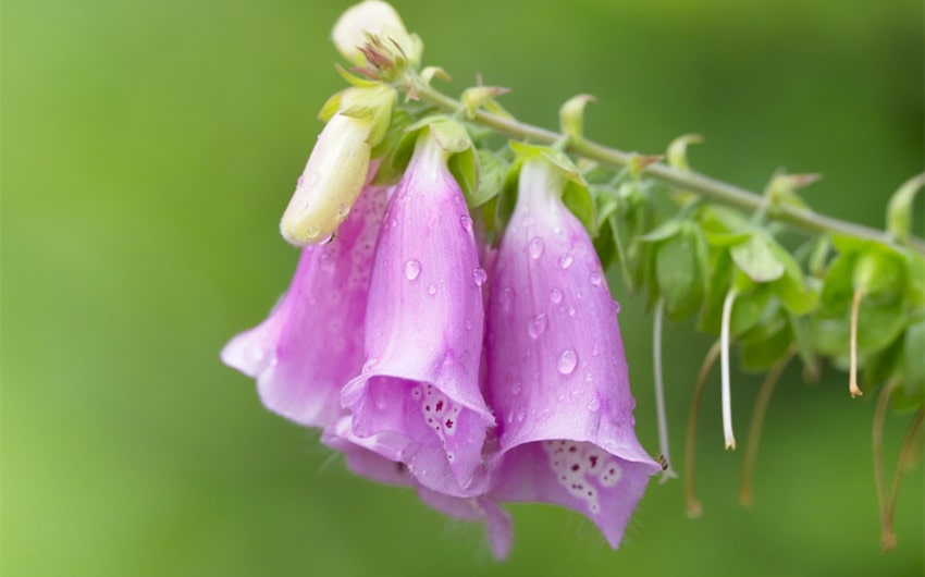 bell-shaped flowers