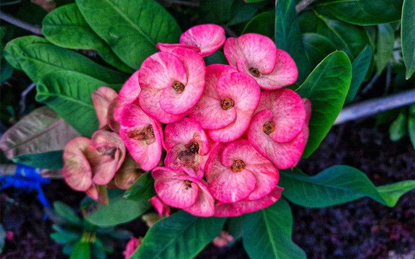 flowers with thorns