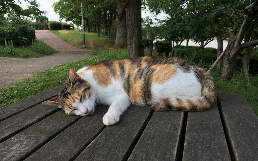 calico cat names