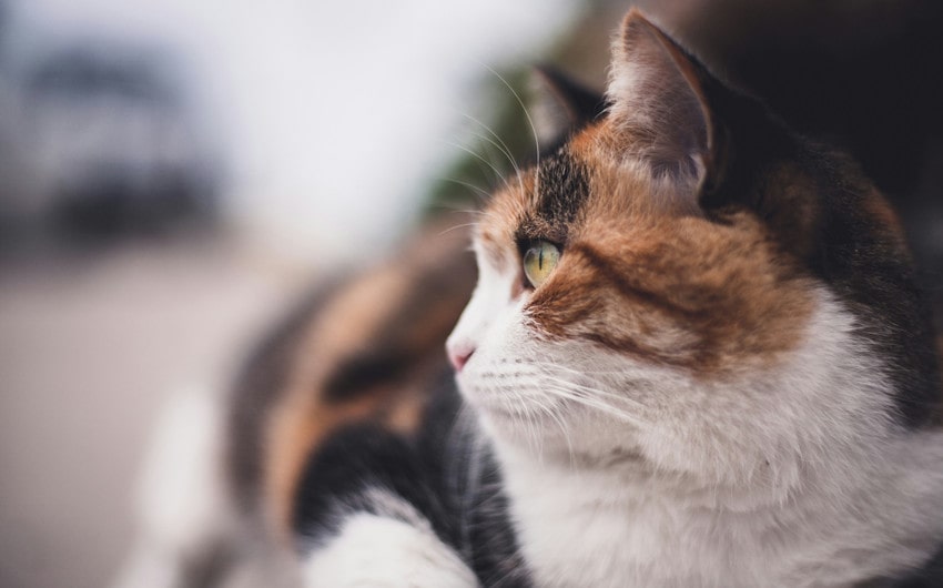 calico cat names