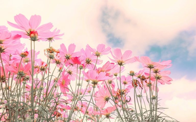 93 Short Flower Quotes That Capture Life’s Beauty and Joy