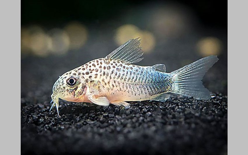 Corydoras Catfish