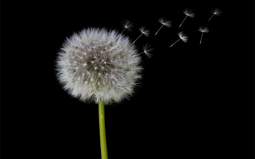 Dandelion