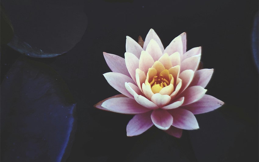 Lotus Flower