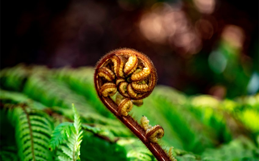 Maori Koru