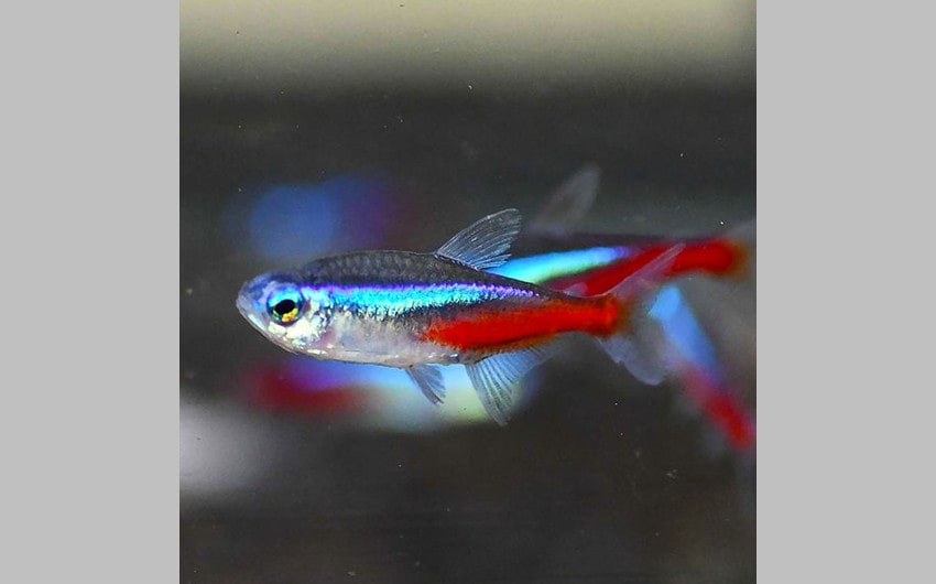 Neon Tetras