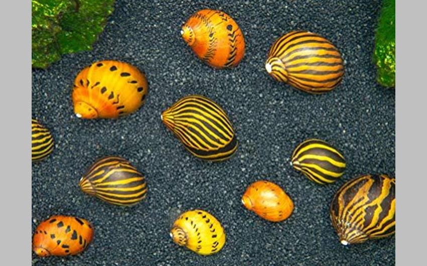 Nerite Snails