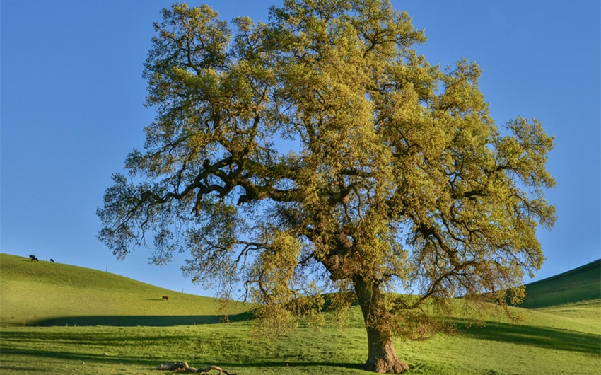 Oak Tree