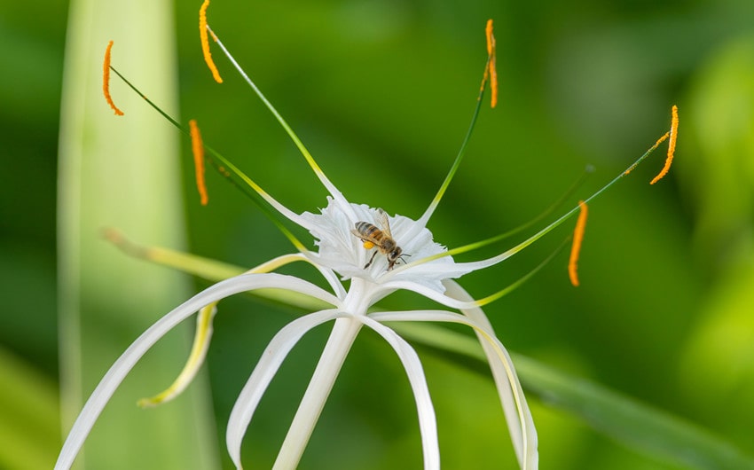 Spider Lily Colors