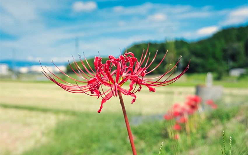 Spider Lily