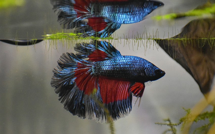 betta fish-1