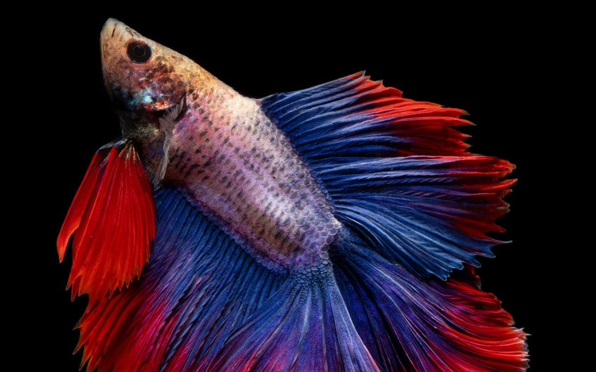 betta fish