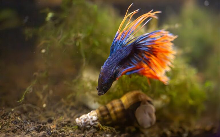 11 Best Betta Tank Mates for a Peaceful Aquarium Environment