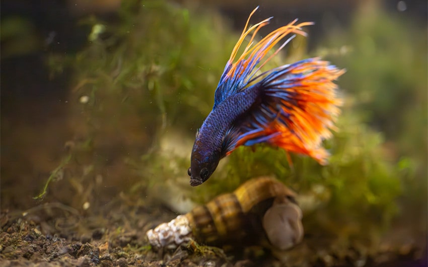 betta tank mates