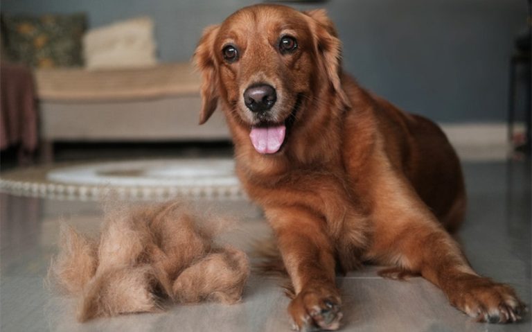 Exploring Hair of the Dog Meaning: Origins, Usage, and Myths