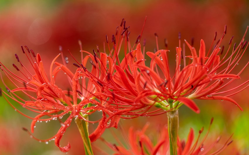 spider lily meaning