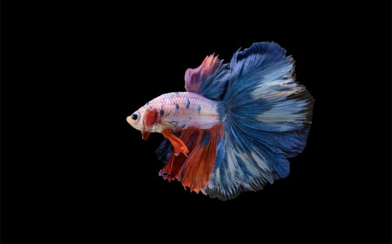 Why Is My Betta Fish Staying Bottom of the Tank: 6 Reasons