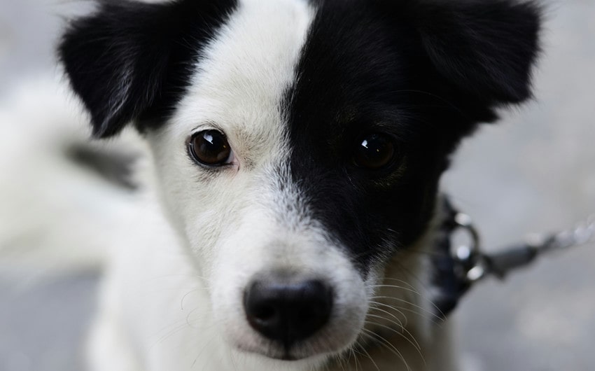 Black and White Dog