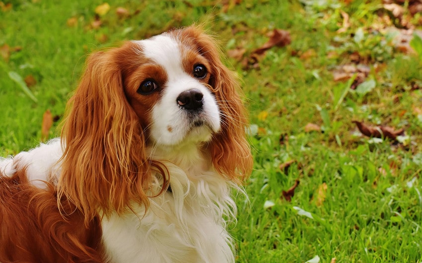 Female Native American Dog Names