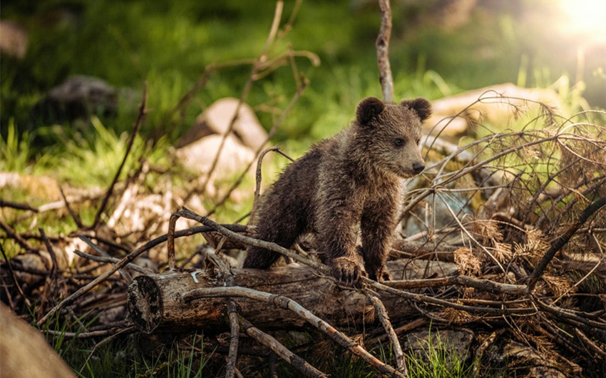 Gender-Neutral Names That Mean Bear